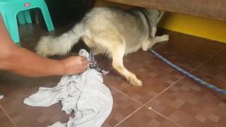 First Time Siberian Husky Giving Birth part 1 [upl. by Aelram]