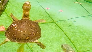 Turtles and fish under water  Swimming with Sea Turtles  aquarium kocchop [upl. by Cilurzo]