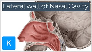 Lateral wall of nasal cavity bones cartilages and mucosa preview  Anatomy  Kenhub [upl. by Hamburger304]