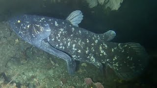 Coelacanth ​⁠credit SomeoneFishy [upl. by Lindly]