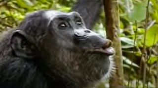 Animal Mating Rituals of Chimpanzees  BBC Studios [upl. by Komsa174]