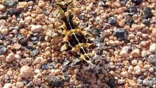 Thorny Devil Moloch horridus short clip [upl. by Ecinue584]