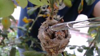 Hummingbird Chicks Rescue  April 13 2014 [upl. by Naltiac]