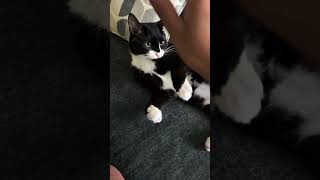 This is WHY Cats Bite Your Hand While Petting Them😳 cats catvideos [upl. by Yntirb]