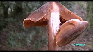 CORTINARIUS ORELLANUS 19yT VENENOSO Hongos Basidiomicetos [upl. by Einnoj]