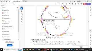 Trypanosoma and life cyclekingdom protista [upl. by Erret]