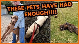 These Pets Have Had Enough 😂 compilation  PAWSOME PETS [upl. by Adin]