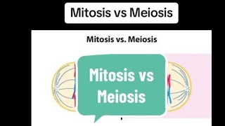 Dividing Cells Divided Tasks Mitosis vs Meiosis ExploredquotExplain in Hindi and urdu [upl. by Winthrop]