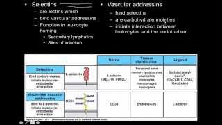 Immunology innate immunity the Cell Adhesion Molecules [upl. by Mora]