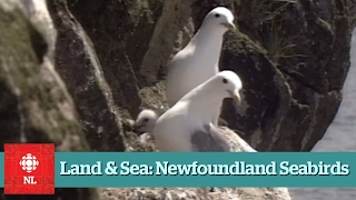 Land amp Sea Newfoundland Seabirds [upl. by Mack771]