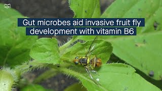 Gut microbes augment invasive fruit fly development through vitamin B6 synthesis [upl. by Lacy]