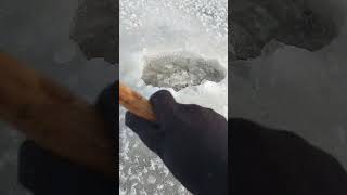 Removing Ice Dome from goldfish pond 13F Jan 14th 2024 [upl. by Atinauq]