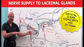 Nerve supply to Lacrimal Glands  Neuroanatomy [upl. by Baum739]