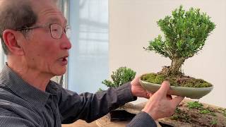 Improving Commercial Bonsai  Part 2 Buxus [upl. by Mushro]