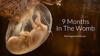 9 Months In The Womb A Remarkable Look At Fetal Development Through Ultrasound By PregnancyChatcom [upl. by Notsgnal]