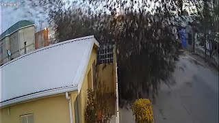 Flock of birds suddenly fall from the sky in Mexico [upl. by Kondon818]