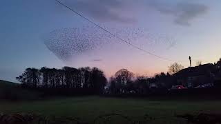 Starlings at Skipton [upl. by Ailyn103]