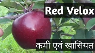 Red velox AppleVariety Reviewजानिए इस किस्म की कमी और ख़ासियत के बारे में [upl. by Kcoj27]