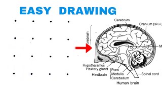 Dots turns into Human Brain Diagram drawing class 10 Science [upl. by Christianna]