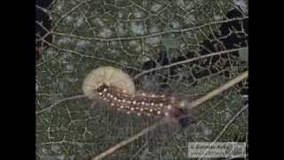 Parasitoid breaking out of live host caterpillar [upl. by Prussian990]