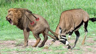 Top 5 Antelope that Can KILL LIONS  Lion vs Gemsbok Kudu Wildebeest Hartebeest Crocodile [upl. by Oiliruam]