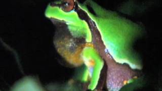 Pine Barrens Tree Frog [upl. by Tatum756]