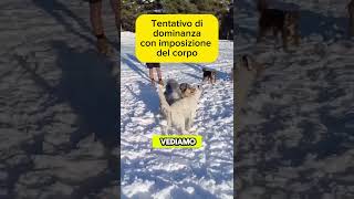 Cani Maschi Aggressività vs Comunicazione Calmante Decifrando il Linguaggio Segreto Canino [upl. by Etka]