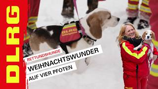 DLRG  Weihnachtswunder auf vier Pfoten [upl. by Pruchno]