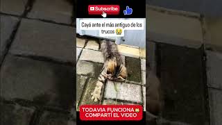 Cuidado robó a un gato que tiene collar🙀 gatos [upl. by Gilford]