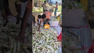 মুলা agrifood vegetablefarming vegetable foodandagriculture vegetablegrowing nature food [upl. by Aidan]