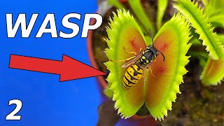 Wasp vs Venus Flytrap  Event 2 [upl. by Unam996]