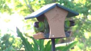 Wild Parakeets on Bird Feeder [upl. by Auric]