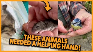 These Animals Needed A Helping Hand 💕 compilation  PAWSOME PETS [upl. by Leind]