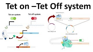 Tet on Tet off system [upl. by Gottwald]