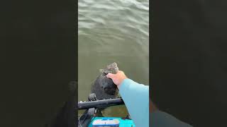 NC Flounder release👋👋fishing fish flounder saltlife kayakfishing outdoors [upl. by Sauncho]