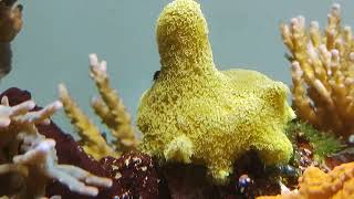 Fuzzy Polyps Yellow Porites Coral [upl. by Clinton]