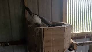 Tiercel Gos displaying [upl. by Kucik]