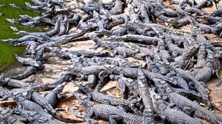 Croc Farm Ivato 10000 crocodiles ready to be turned into a kebab or handbag [upl. by Enelra]