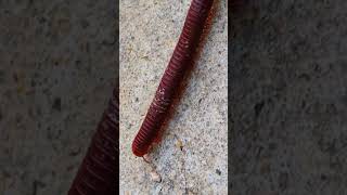 Millipedes 007 2 millipede bigmillipedes cuteanimal giantmillipedes animals [upl. by Erelia]