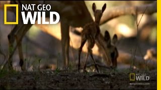 Carnivorous Baboon Rage  Nat Geo Wild [upl. by Ancalin]