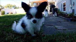 Papillon puppy [upl. by Sybilla]