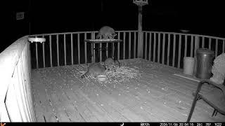 Three puffballs out ont he deck One on the table with two on the floor trailcamera 20241111 [upl. by Nahrut]