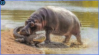 9 Unbelievable Hippo Attacks Caught On Camera [upl. by Theo]