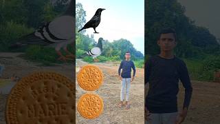 Biscuit To Crow pigeon parrot peacock Bird name amazing funny video shorts shorts trending [upl. by Byler]