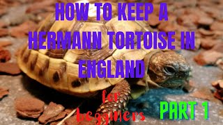 How to Keep a Hermanns Tortoise [upl. by Iver]