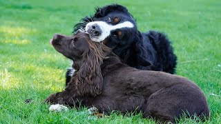 Bernese Mountain Dog playing with other dogs in the park [upl. by Busby]