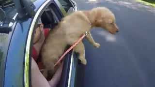 Puppy Jumps Out of Moving Car [upl. by Yseulte]