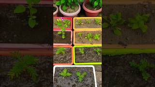 Garden preparation for winter blooming shorts youtubeshorts winterflowers [upl. by Demodena]