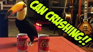 Toucan vs 2 Cans CAN CRUSHING [upl. by Miza787]