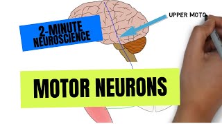 2Minute Neuroscience Motor Neurons [upl. by Trinity]